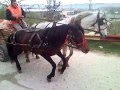 caii lui Mihai de la oarja