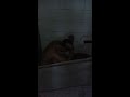 image Ngintip Cewek Abg Mandi Di Wc Umum Hot