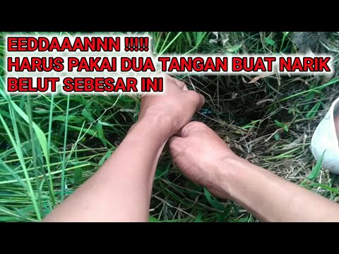 TARIKAN BELUT BESAR INI SAMPAI HARUS PAKAI DUA TANGAN
