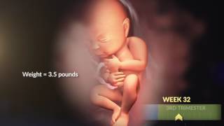 Your Growing Babys Changes In The Third Trimester Webmd