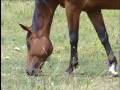 De Caballos Salvajes
