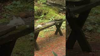 Nuthatch scares away a chipmunk filmed by Jonathan Zschau
