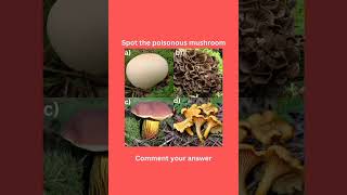 #mushroom #nature #wildmushrooms #biology #quiz #chooseone