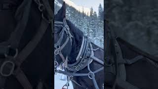 I Got Peed On By Horse
