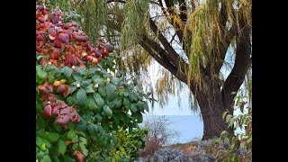 JOURNEY UNDER THE WILLOW