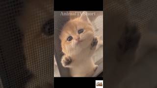 Cute Kitten 63
