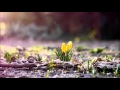 16.03.2016 Цена любви (От Матфея 26:1-16) 16.03.2016 Цена любви (От Матфея 26:1-16)