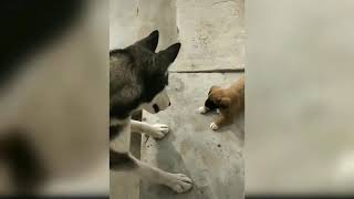 Funny And Cute Golden Retriever Puppies Compilation - Cutest Dogs In The World 2019 #34