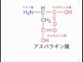 アミノ酸の構造，重要なアミノ酸