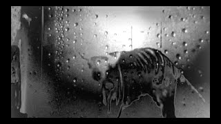 Thylacine - Suzie Stapleton