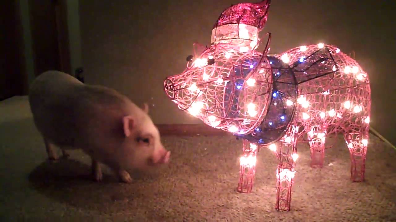 Hamlet the Mini Pig: And the Christmas Pig - YouTube