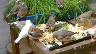 Zebra Finches Eating Their Food 01:42