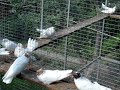 Иранские игровые высоколетные голуби [Част