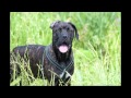 Cane Corso - Sasha
