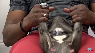 Doga Puppy Sit Up Stretch Dog Training Wolfkeeper University