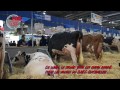Concours Prim'Holstein du SIA 2014