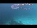 Box Jellyfish - Treatment of Stings Box Jellyfish - Treatment of Stings
