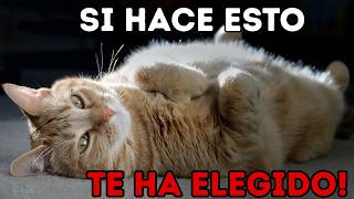 Si Tu Gato Hace Esto Te Ama De Verdad