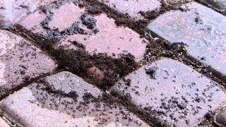 Ants vs Acetone HD Ants vs Acetone HD