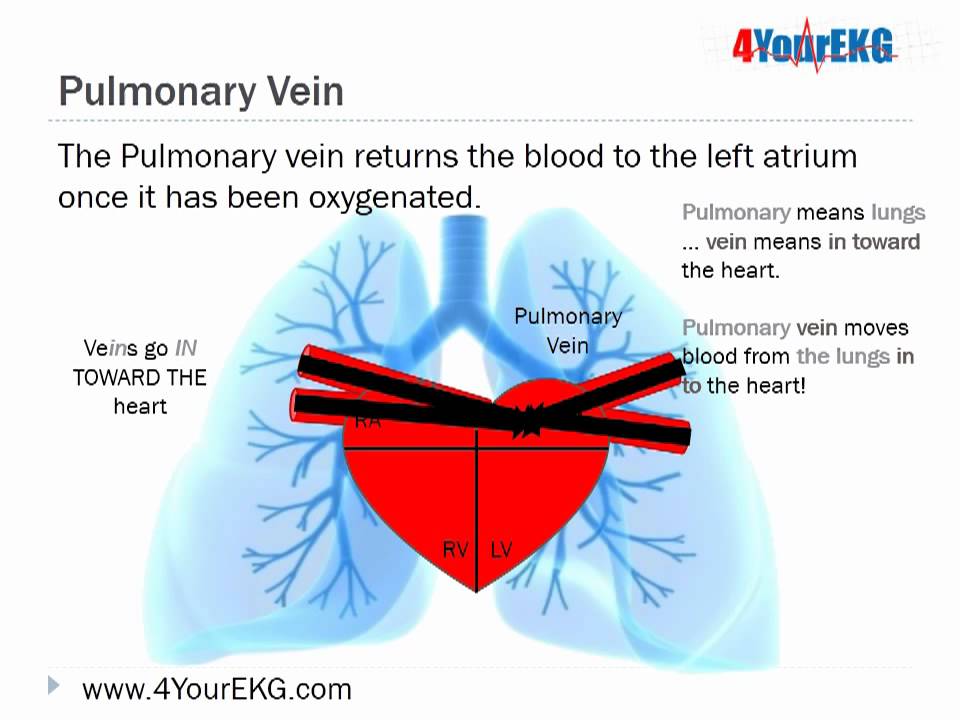 EKG Lesson 3 The Basics Cardiac Anatomy and Physiology - YouTube