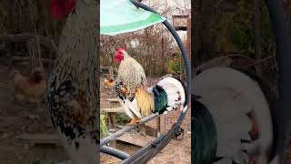 Odin kräht! Ein rosenkämmiger Hahn der Rasse "Bayerischer Landzwerg" - Bavarian bantam chickens