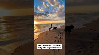 Call Me Crazy But I Would Rather Be With My Dogs.