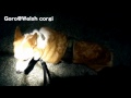 Hamaori-sai Festival / ?????????? 20140721 Goro@Welsh corgi ????