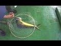 image Mancing Di Laut Untuk Pemula Memancing Di Lautan Dalam Yang Seru