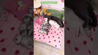 Cat Mom Sleeping With Kitten
