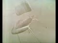 Eames Lounge Chair debut in 1956 on NBC [1/2]