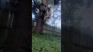 Tree Climbing