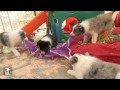 Beautiful Border Collie Puppies DESTROY Ballerina Tutu! - Puppy Love