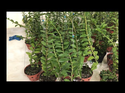 THU THUỲ : THÂN THỦ NỐI NGỌN CÁT BÀ SIÊU VÍP 0974.752.462|| PHONG LAN RỪNG