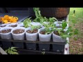 How To Clone Tomatoes For FREE Fall Tomato Plants