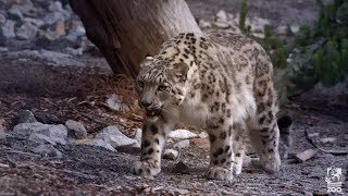 Explore the Carnivores Trail at Melbourne Zoo