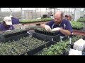 Tomato Grafting:  The Process