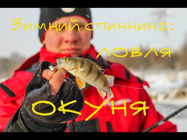 Зимний спиннинг: ловля окуня