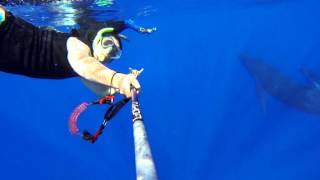 Whales on SAVAGE SEAS ADVENTURES