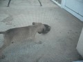 5 Week old black mouth cur Puppy