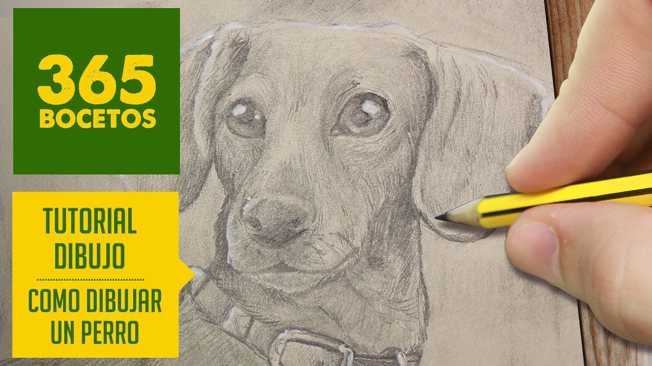 COMO DIBUJAR UN PERRO / HOW TO DRAW A DOG - YouTube