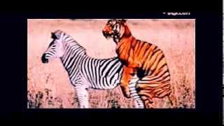 animal sex videos funny sex video crazy videos
