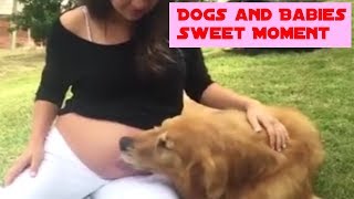 ❤Funny Dog Compilation #6 | TOP10 Dogs and Babies Sweet Moment | CUTE PET