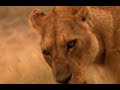 leones vs hienas