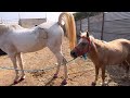 घोड़ी को हिट में कैसे लाया जाता है how to get a mare into hit