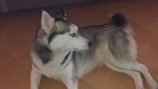 Husky Heult Singt