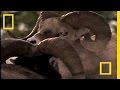 Big Ram Rumble | National Geographic