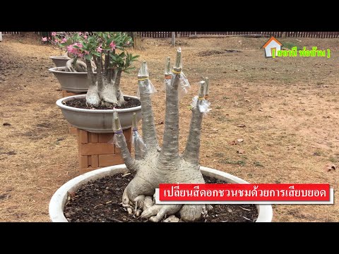 เปลี่ยนสีดอกชวนชมด้วยการเสียบยอด