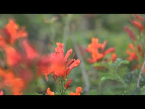 The Beauty of Nature - Commercial