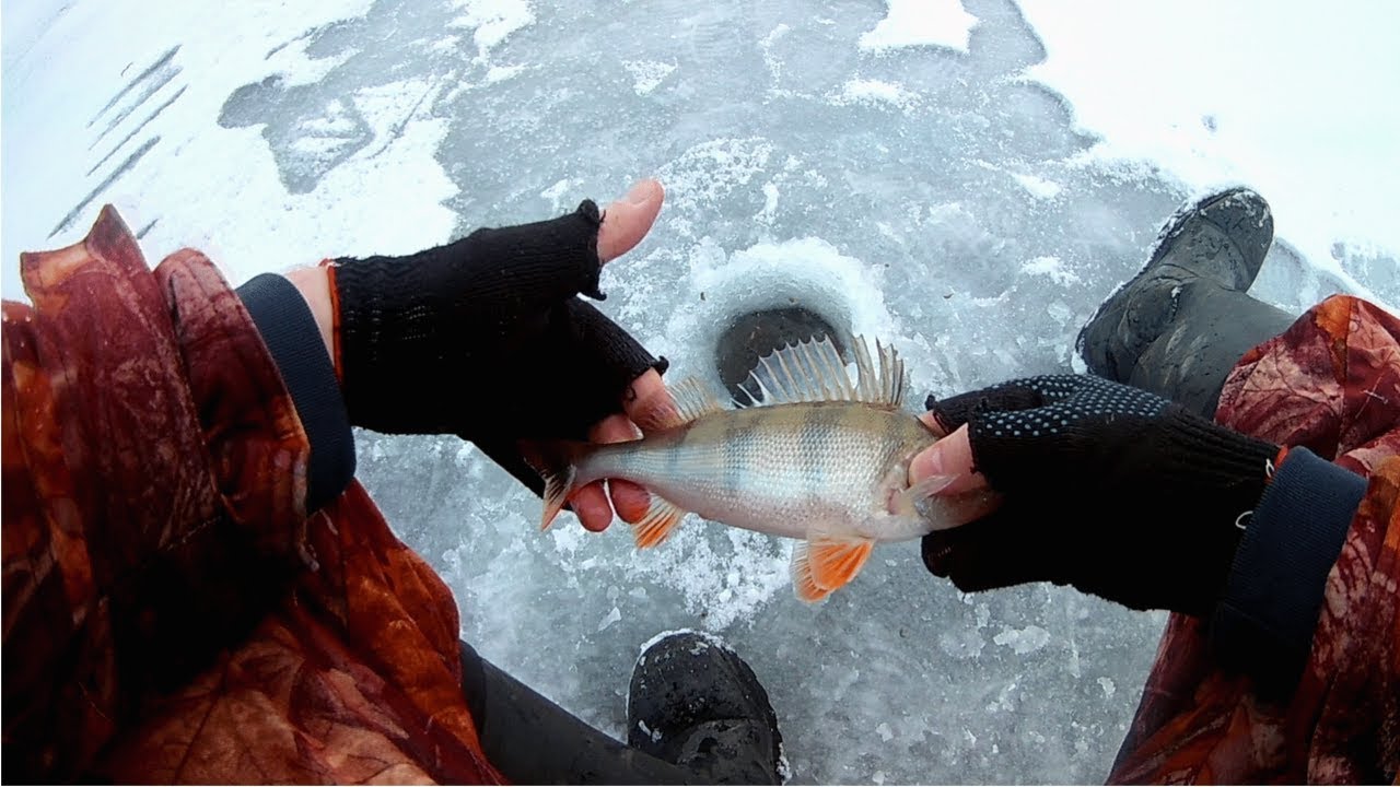 Рыбалка на белоярском водохранилище 2018 последние отчеты видео Арендодатель отказывается подписывать акт приема-передачи - Форум