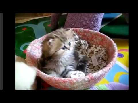 The Most Innocent Kitty Cat In The World